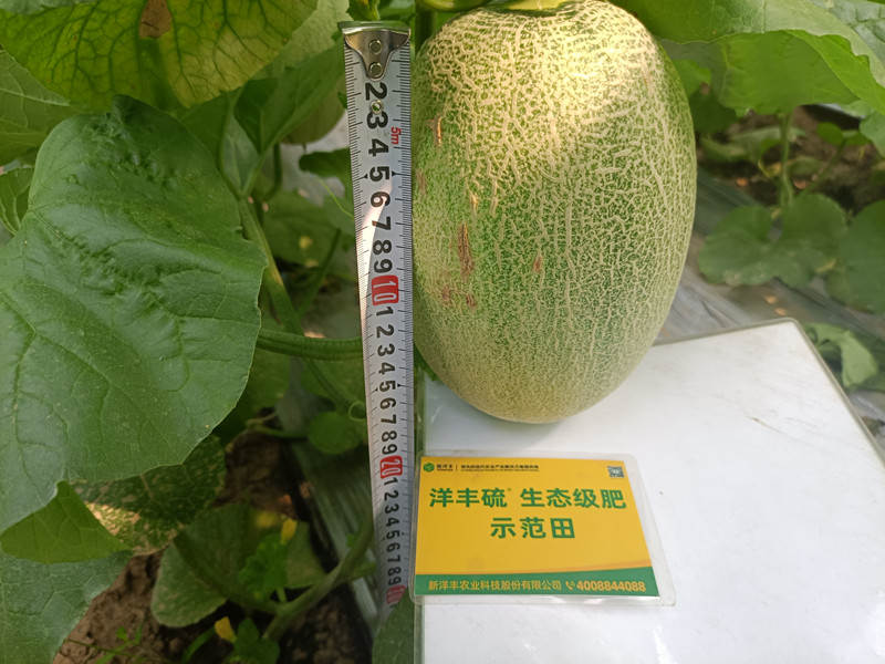 示范田甜瓜单个长度_副本.jpg