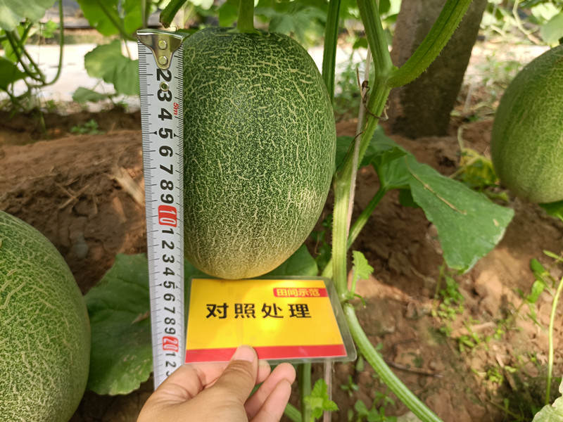 对照田甜瓜单个长度_副本.jpg