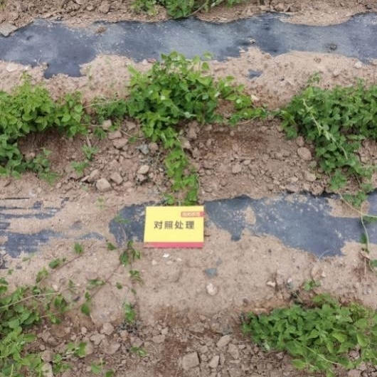 6月24日 苗期跟踪对照田2.jpg