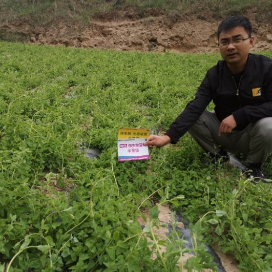 6月24日 苗期跟踪示范田3.jpg