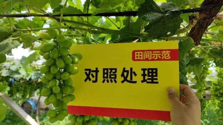 图片4对照田葡萄颗粒.jpg