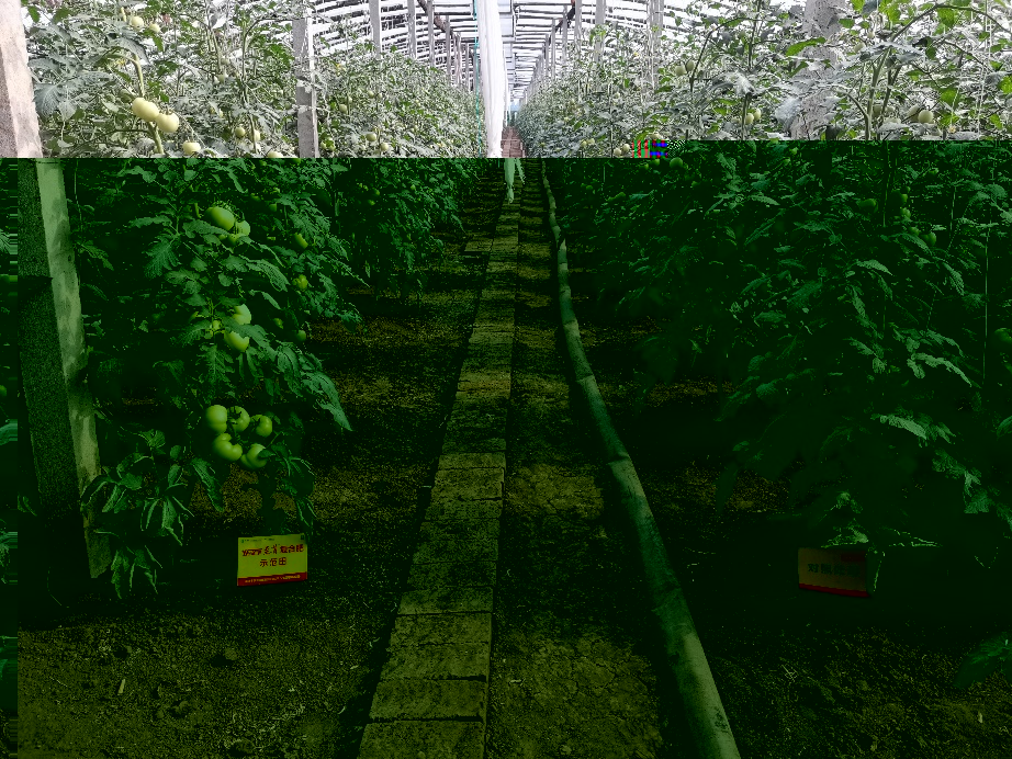 图2  8月3日洋丰至尊番茄示范田回访.jpg