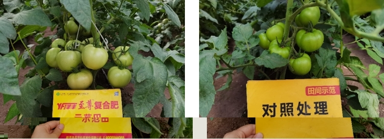 图3  8月3日洋丰至尊番茄示范田回访（近景）.jpg