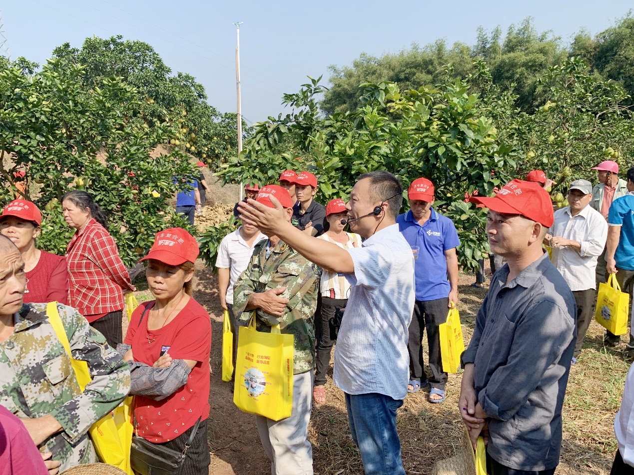 太阳成tyc122cc西南大区总农艺师李家涛（中）在广西壮族自治区玉林市容县沙田柚示范观摩现场，为种植户做技术及效果讲解.jpg