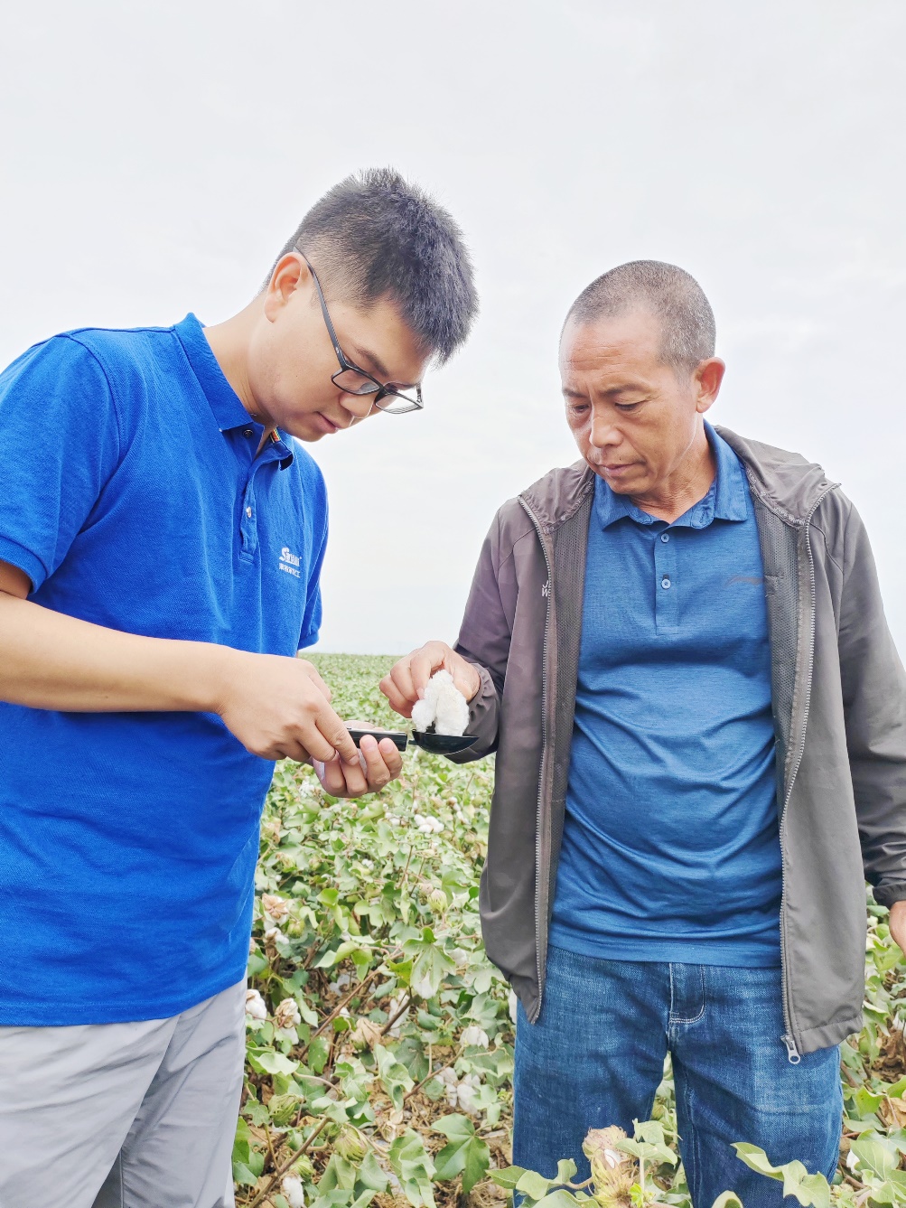 太阳成tyc122cc农艺师李春侨（左），在种植户陈克明（右）的棉田进行单铃测重，预估产量.jpg
